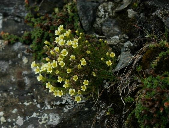 Saxifraga muscoides / Sassifraga muscosa